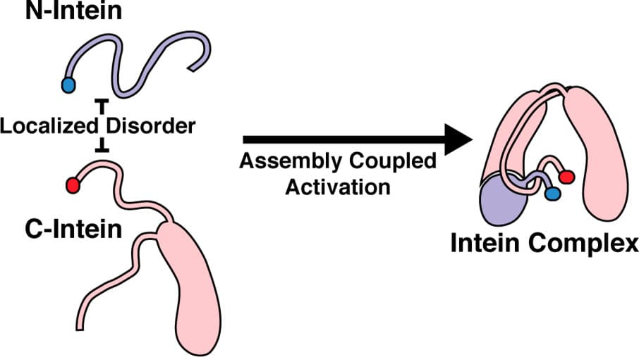 An atypical mechanism of split intein molecular recognition and folding