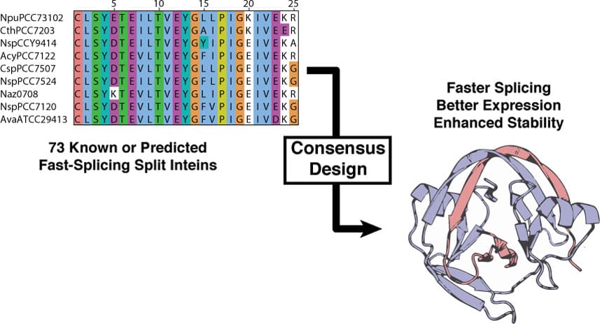 Design of a split intein with exceptional protein splicing activity