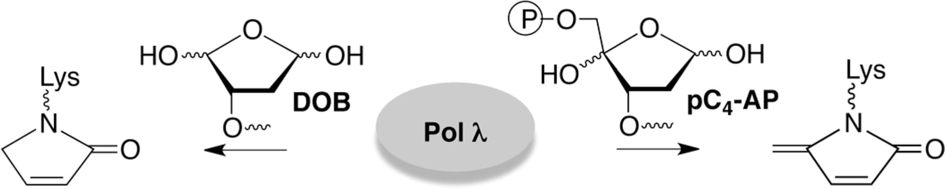 DNA polymerase λ inactivation by oxidized abasic sites