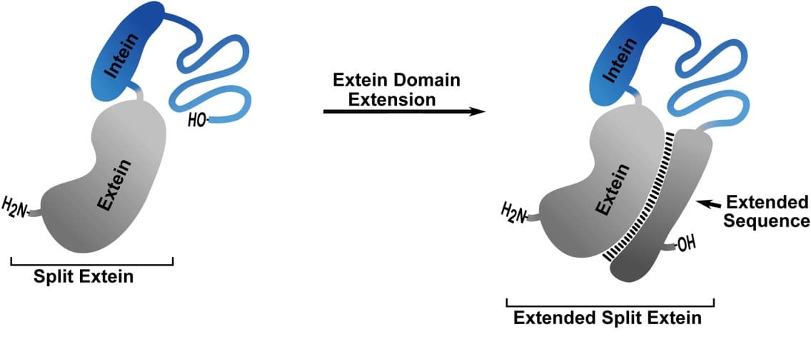 Improved protein splicing using embedded split inteins