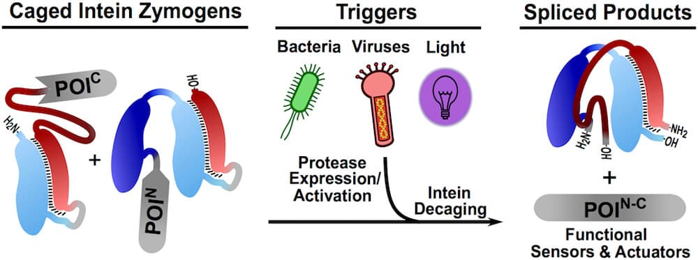 Intein zymogens: conditional assembly and splicing of split inteins via targeted proteolysis