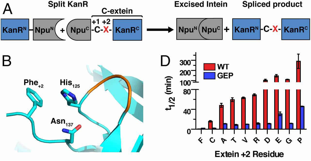 A promiscuous split intein with expanded protein engineering applications