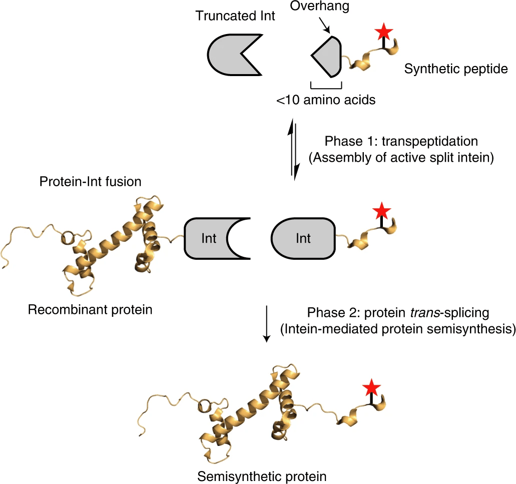 Protein engineering through tandem transamidation
